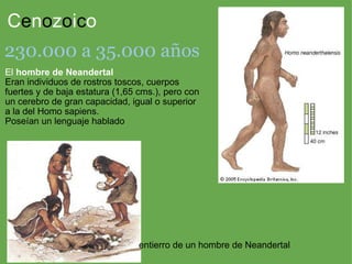 C e n o z o i c o El  hombre de Neandertal Eran individuos de rostros toscos, cuerpos fuertes y de baja estatura (1,65 cms.), pero con un cerebro de gran capacidad, igual o superior a la del Homo sapiens. Poseían un lenguaje hablado 230.000 a 35.000 años entierro de un hombre de Neandertal 