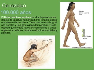 C e n o z o i c o El  Homo sapiens sapiens  es el antepasado más directo de la actual humanidad. Por lo tanto, posee una desarrollada cultura. Tiene una anatomía igual a la nuestra y una gran capacidad cerebral. Fue la especie que invadió todos los continentes y la que organizó su vida en variadas estructuras sociales y políticas.  100.000 años 