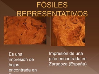 Es una
impresión de
hojas
encontrada en
Impresión de una
piña encontrada en
Zaragoza (España)
 