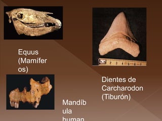 Equus
(Mamífer
os)
Dientes de
Carcharodon
(Tiburón)
Mandíb
ula
 
