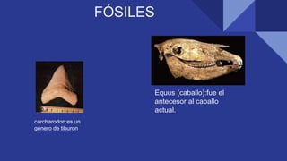 Equus (caballo):fue el
antecesor al caballo
actual.
carcharodon:es un
género de tiburon
lamniforme.
FÓSILES
 