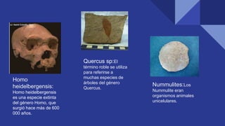 Homo
heidelbergensis:
Homo heidelbergensis
es una especie extinta
del género Homo, que
surgió hace más de 600
000 años.
Quercus sp:El
término roble se utiliza
para referirse a
muchas especies de
árboles del género
Quercus.
Nummulites:Los
Nummulite eran
organismos animales
unicelulares.
 