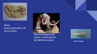 Rana
pueyoi:parecida a la
rana común.
Mamut:antepasado
mayor y más peludo
del elefante actual. Nummulites
 