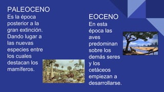 PALEOCENO
Es la época
posterior a la
gran extinción.
Dando lugar a
las nuevas
especies entre
los cuales
destacan los
mamíferos.
EOCENO
En esta
época las
aves
predominan
sobre los
demás seres
y los
cetáceos
empiezan a
desarrollarse.
 