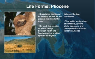 Life Forms: Pliocene
• Grasslands continued
to develop as well as the
grazers that lived off of
them.
• On land, the creation
of a land bridge
between North and
South America enabled
species to migrate

between the two
continents.
• This led to a migration
of armadillo, ground
sloth, opossum, and
porcupines from South
to North America

 