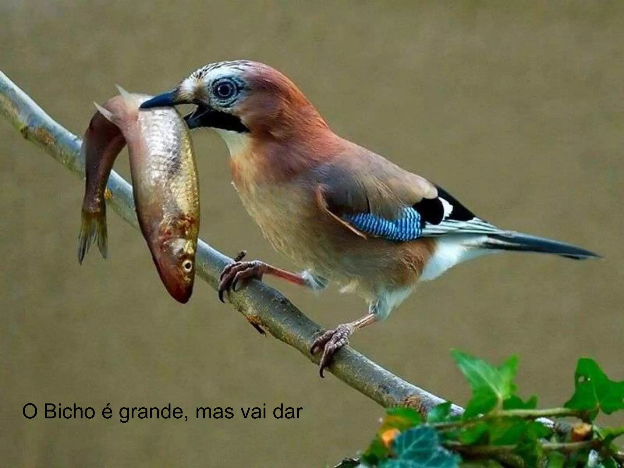 Cenários e Perspectivas