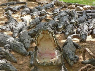 Cenários e Perspectivas