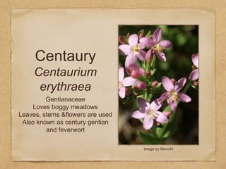 Centaury
Centaurium
erythraea
Gentianaceae
Loves boggy meadows
Leaves, stems &flowers are used
Also known as century gentian
and feverwort
Image by BerndH
 