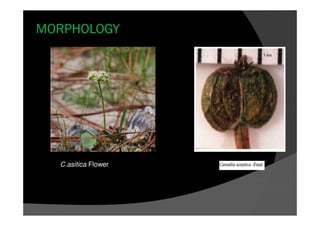 MORPHOLOGY
C.asitica Flower
 