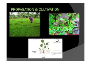 PROPAGATION & CULTIVATION
 