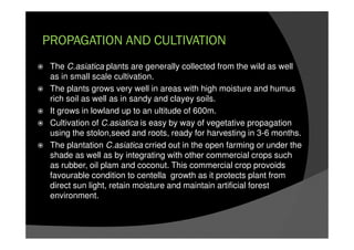 PROPAGATION AND CULTIVATION
The C.asiatica plants are generally collected from the wild as well
as in small scale cultivation.
The plants grows very well in areas with high moisture and humus
rich soil as well as in sandy and clayey soils.
It grows in lowland up to an ultitude of 600m.
Cultivation of C.asiatica is easy by way of vegetative propagation
using the stolon,seed and roots, ready for harvesting in 3-6 months.
The plantation C.asiatica crried out in the open farming or under the
shade as well as by integrating with other commercial crops such
as rubber, oil plam and coconut. This commercial crop provoids
favourable condition to centella growth as it protects plant from
direct sun light, retain moisture and maintain artificial forest
environment.
 