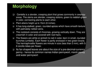 Morphology
Centella is a slender, creeping plant that grows commonly in swampy
areas. The stems are slender, creeping stolons, green to reddish-green
in color, connecting plants to each other.
Plant attains height up to 15cm (6 inches).
It has long-stalked, green, rounded apices which have smooth texture
with palmately netted veins.
The rootstock consists of rhizomes, growing vertically down. They are
creamish in color and covered with root hairs.
The flowers are white or pinkish to red in color, born in small, rounded
bunches (umbels). Each flower is partly enclosed in two green bracts.
The hermaphrodite flowers are minute in size (less than 3 mm), with 5-
6 corolla lobes per flower.
Its fan shaped leaves are about the size of a pre-decimal-currency
penny - hence its common names Indian pennywort, marsh penny
and water pennywort
 