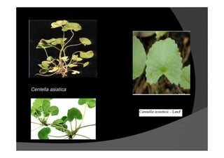 Centella asiatica
 