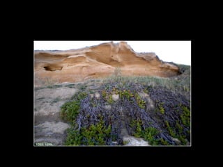 Centinela del mar ross