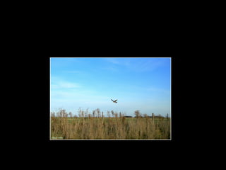 Centinela del mar ross