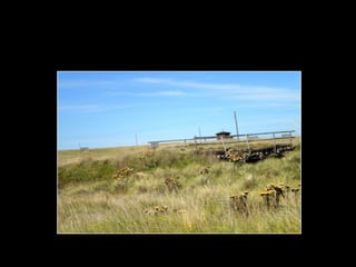 Centinela del mar ross