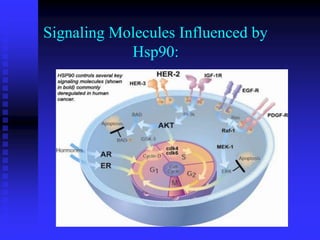 Signaling Molecules Influenced by
Hsp90:
 