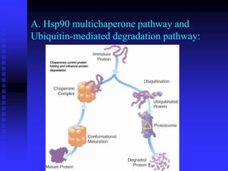 A. Hsp90 multichaperone pathway and
Ubiquitin-mediated degradation pathway:
 