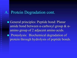 A. Protein Degradation cont.
 General principles: Peptide bond: Planar
amide bond between α-carboxyl group & α-
amino group of 2 adjacent amino acids.
 Proteolysis: Biochemical degradation of
protein through hydrolysis of peptide bonds.
 
