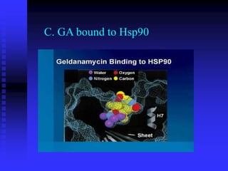 C. GA bound to Hsp90
 