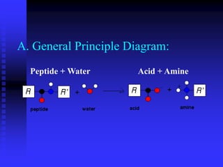 A. General Principle Diagram:
Peptide + Water Acid + Amine
 