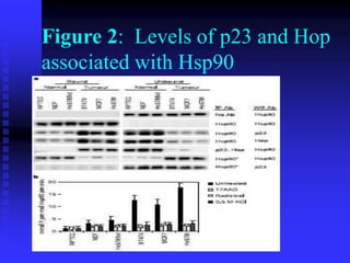 Figure 2: Levels of p23 and Hop
associated with Hsp90
 