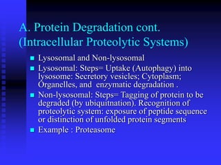A. Protein Degradation cont.
(Intracellular Proteolytic Systems)
 Lysosomal and Non-lysosomal
 Lysosomal: Steps= Uptake (Autophagy) into
lysosome: Secretory vesicles; Cytoplasm;
Organelles, and enzymatic degradation .
 Non-lysosomal: Steps= Tagging of protein to be
degraded (by ubiquitnation). Recognition of
proteolytic system: exposure of peptide sequence
or distinction of unfolded protein segments
 Example : Proteasome
 