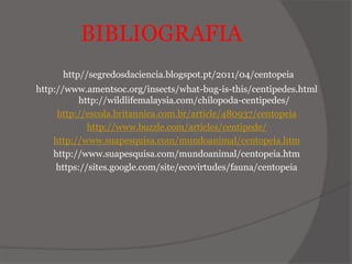 BIBLIOGRAFIA
http//segredosdaciencia.blogspot.pt/2011/04/centopeia
http://www.amentsoc.org/insects/what-bug-is-this/centipedes.html
http://wildlifemalaysia.com/chilopoda-centipedes/
http://escola.britannica.com.br/article/480937/centopeia
http://www.buzzle.com/articles/centipede/
http://www.suapesquisa.com/mundoanimal/centopeia.htm
http://www.suapesquisa.com/mundoanimal/centopeia.htm
https://sites.google.com/site/ecovirtudes/fauna/centopeia
 