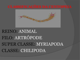 CLASSIFICAÇÕES DA CENTOPEIA
REINO: ANIMAL
FILO: ARTRÓPODE
SUPER CLASSE: MYRIAPODA
CLASSE: CHILIPODA
 