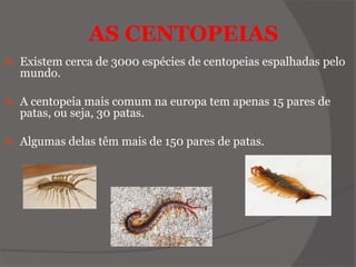AS CENTOPEIAS
 Existem cerca de 3000 espécies de centopeias espalhadas pelo
mundo.
 A centopeia mais comum na europa tem apenas 15 pares de
patas, ou seja, 30 patas.
 Algumas delas têm mais de 150 pares de patas.
 