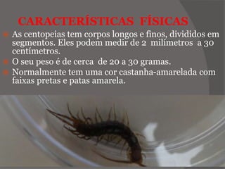 CARACTERÍSTICAS FÍSICAS
 As centopeias tem corpos longos e finos, divididos em
segmentos. Eles podem medir de 2 milímetros a 30
centímetros.
 O seu peso é de cerca de 20 a 30 gramas.
 Normalmente tem uma cor castanha-amarelada com
faixas pretas e patas amarela.
 