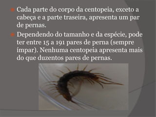  Cada parte do corpo da centopeia, exceto a
cabeça e a parte traseira, apresenta um par
de pernas.
 Dependendo do tamanho e da espécie, pode
ter entre 15 a 191 pares de perna (sempre
ímpar). Nenhuma centopeia apresenta mais
do que duzentos pares de pernas.
 