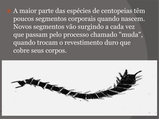  A maior parte das espécies de centopeias têm
poucos segmentos corporais quando nascem.
Novos segmentos vão surgindo a cada vez
que passam pelo processo chamado "muda",
quando trocam o revestimento duro que
cobre seus corpos.
 