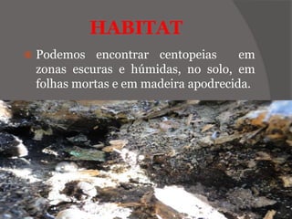 HABITAT
 Podemos encontrar centopeias em
zonas escuras e húmidas, no solo, em
folhas mortas e em madeira apodrecida.
 