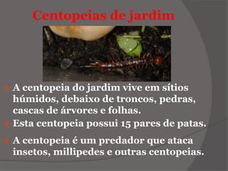 Centopeias de jardim
 A centopeia do jardim vive em sítios
húmidos, debaixo de troncos, pedras,
cascas de árvores e folhas.
 Esta centopeia possui 15 pares de patas.
 A centopeia é um predador que ataca
insetos, millipedes e outras centopeias.
 