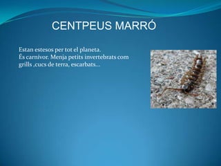 CENTPEUS MARRÓ
Estan estesos per tot el planeta.
És carnívor. Menja petits invertebrats com
grills ,cucs de terra, escarbats...
 