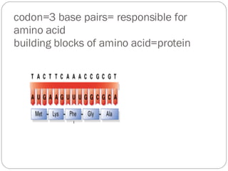 Central dogma | PPT
