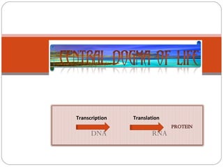 PROTEIN Transcription  Translation  DNA  RNA  