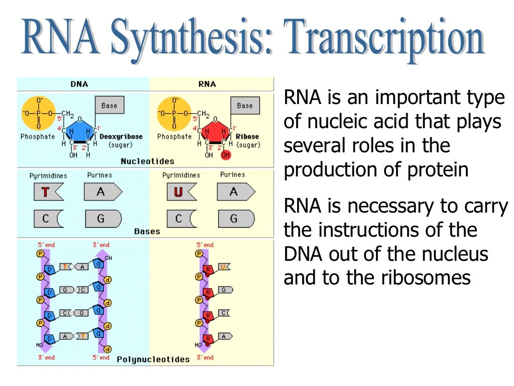 Central Dogma and Protein Synthesis