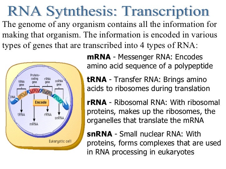Central Dogma And Protein Synthesis Central Dogma And Protein Synthesis