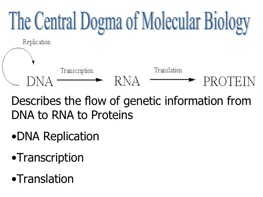 Central Dogma and Protein Synthesis