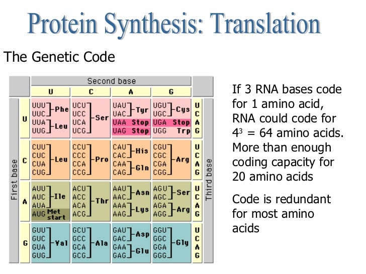 Central Dogma and Protein Synthesis