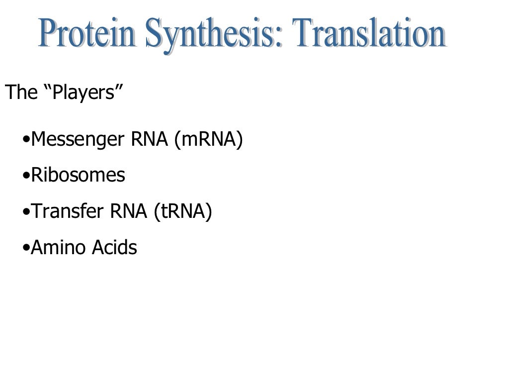 Central Dogma and Protein Synthesis