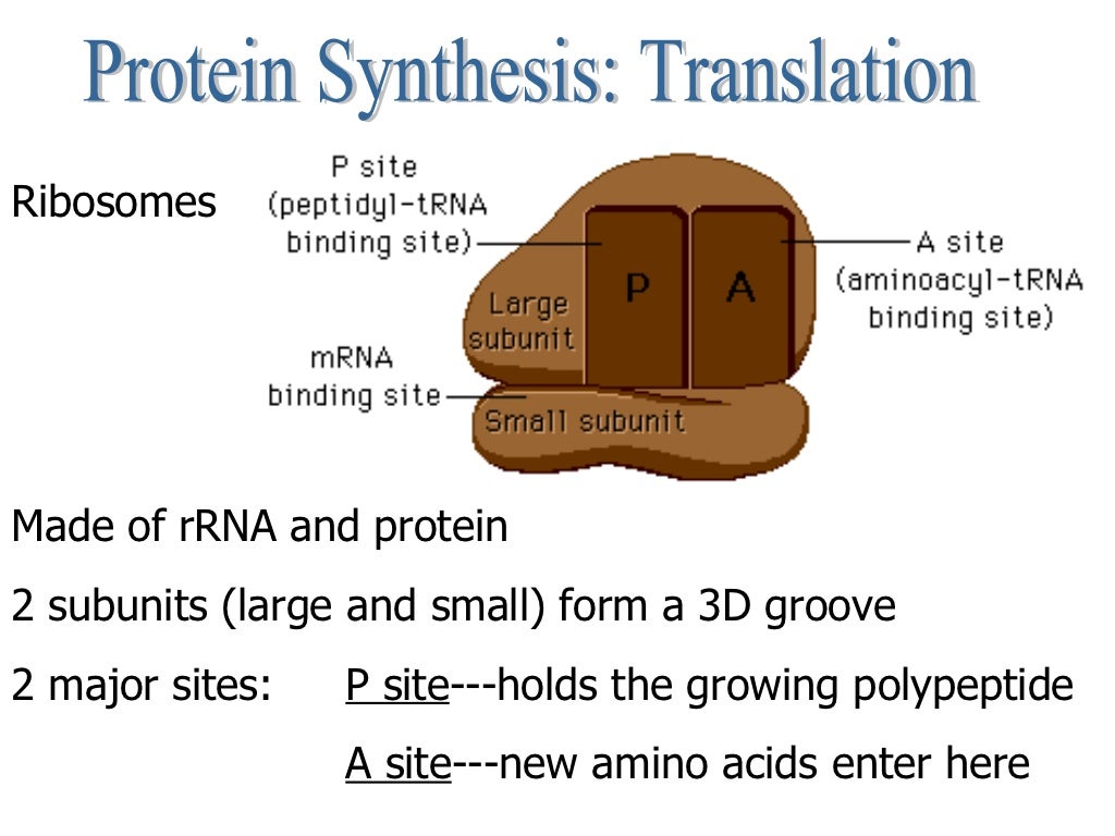 Central Dogma and Protein Synthesis