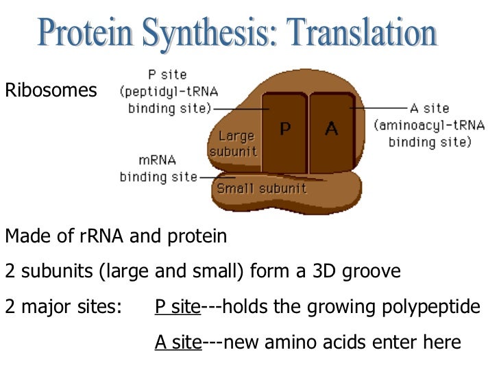 the sites of protien synthesis under fontanacountryinn com the sites of protien synthesis