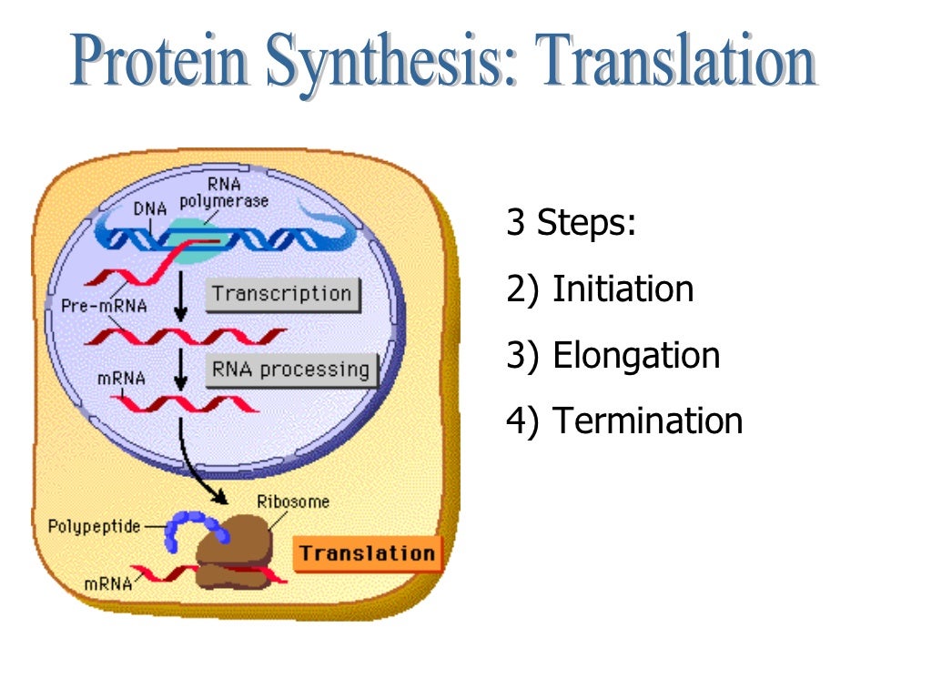 Central Dogma and Protein Synthesis