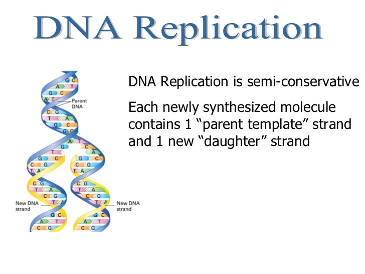 central dogma