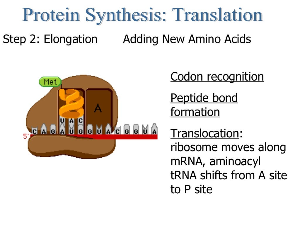 Central Dogma and Protein Synthesis