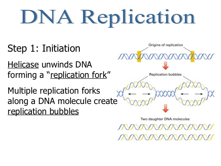 Central Dogma and Protein Synthesis