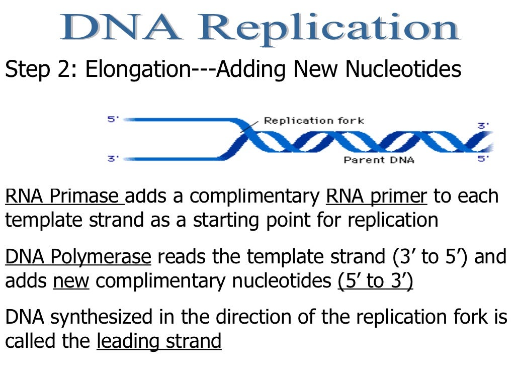 Central Dogma and Protein Synthesis